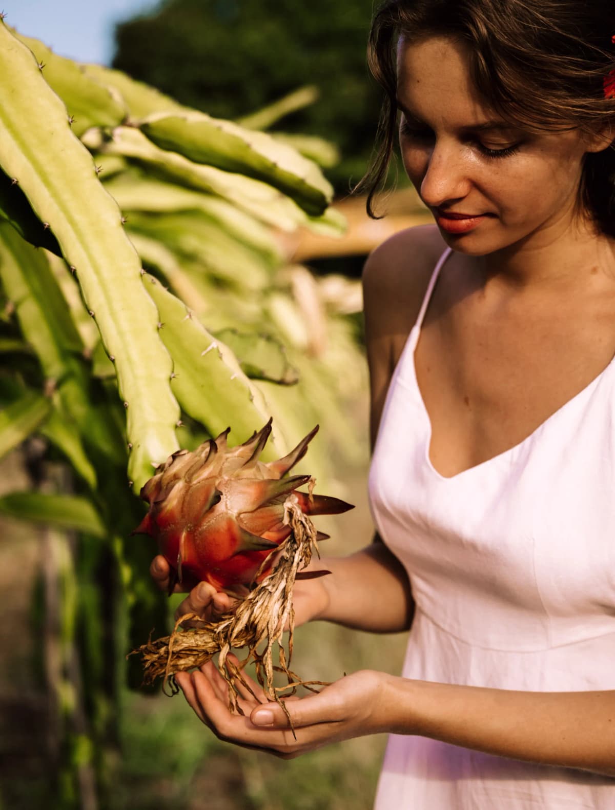 Woman picking up a dragon fruit